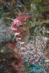 my favourite sea horse from the blue hole in Gozo by David Thompson 